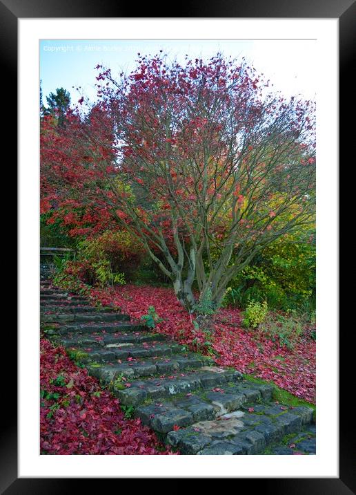 Autumn steps, Northumberland  Framed Mounted Print by Aimie Burley