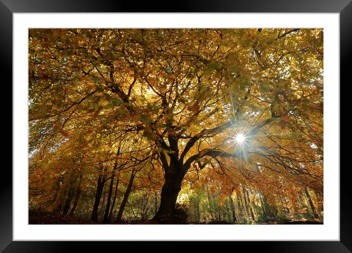 Under the Spreading Beech Tree Framed Mounted Print by Simon Johnson