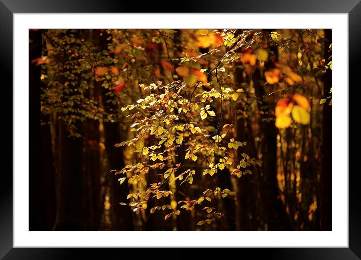 Sunlit autumn Leaves  Framed Mounted Print by Simon Johnson