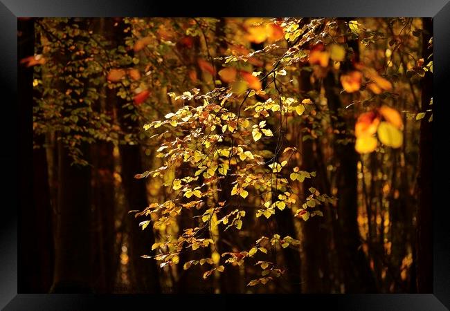 Sunlit autumn Leaves  Framed Print by Simon Johnson