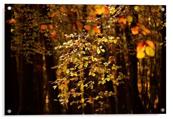 Sunlit autumn Leaves  Acrylic by Simon Johnson