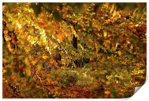 autumn Colour Print by Simon Johnson