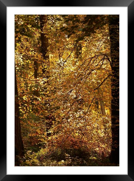  Autumn colour Framed Mounted Print by Simon Johnson