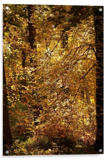  Autumn colour Acrylic by Simon Johnson