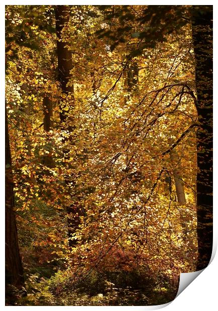  Autumn colour Print by Simon Johnson