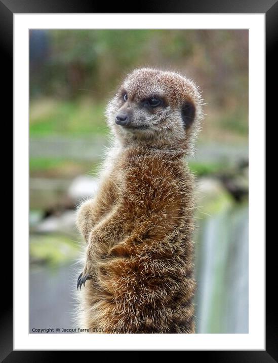 Meerkat Alert Framed Mounted Print by Jacqui Farrell