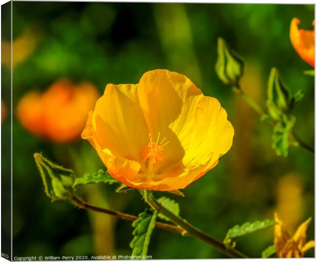 Yellow Sea Horned Poppy Los Cabos Mexico Canvas Print by William Perry