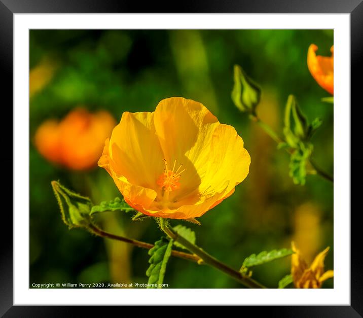 Yellow Sea Horned Poppy Los Cabos Mexico Framed Mounted Print by William Perry