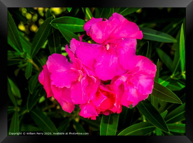 Pink Nerium Oleander Los Cabos Mexico Framed Print by William Perry
