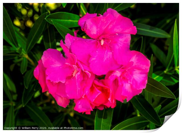 Pink Nerium Oleander Los Cabos Mexico Print by William Perry