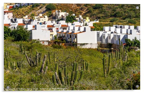 Mexican Village Cardon Cactus Sonoran Desert  Baja Los Cabos Mexico Acrylic by William Perry