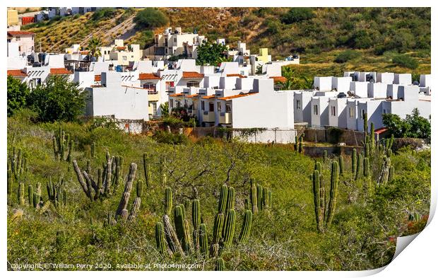 Mexican Village Cardon Cactus Sonoran Desert  Baja Los Cabos Mexico Print by William Perry
