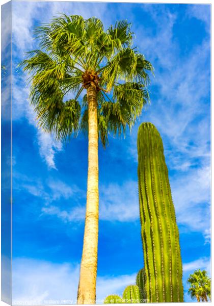 Cardon Cactus Queen Palm Tree Baja Los Cabos Mexico Canvas Print by William Perry