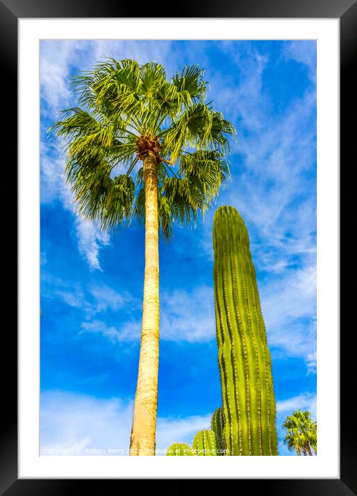 Cardon Cactus Queen Palm Tree Baja Los Cabos Mexico Framed Mounted Print by William Perry