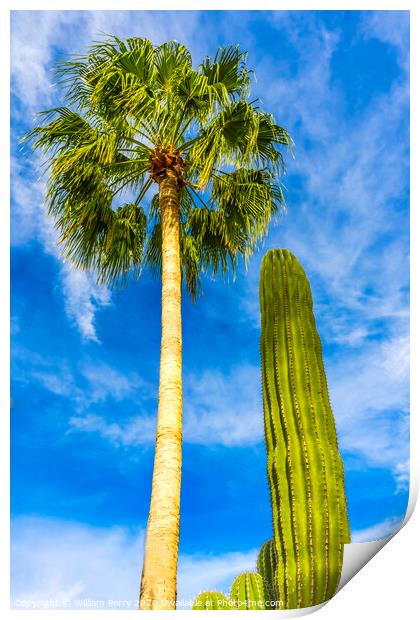 Cardon Cactus Queen Palm Tree Baja Los Cabos Mexico Print by William Perry