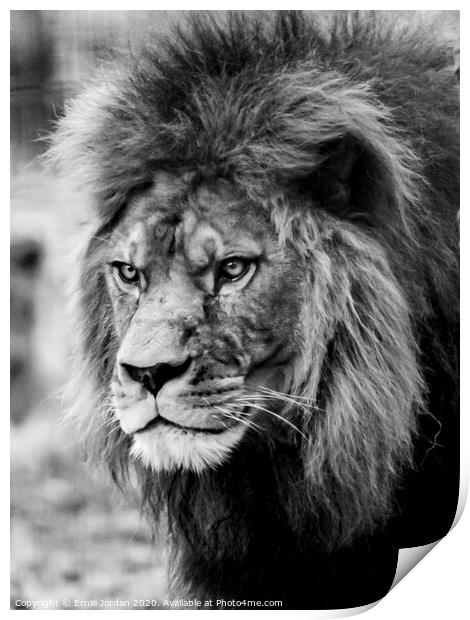 Male Lion Print by Ernie Jordan
