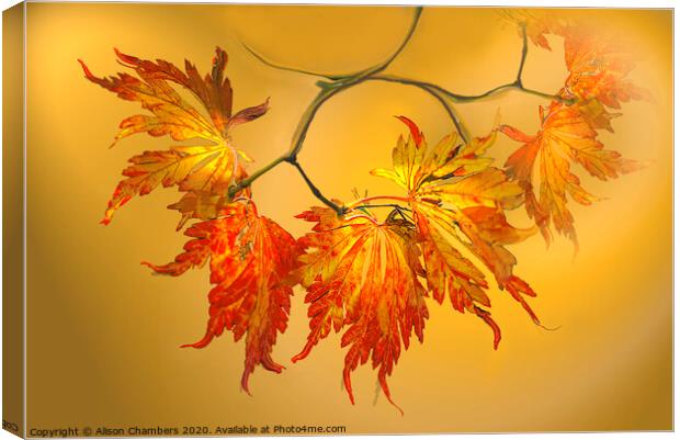 Autumn Acer Leaves  Canvas Print by Alison Chambers