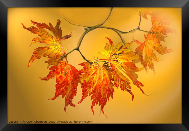 Autumn Acer Leaves  Framed Print by Alison Chambers