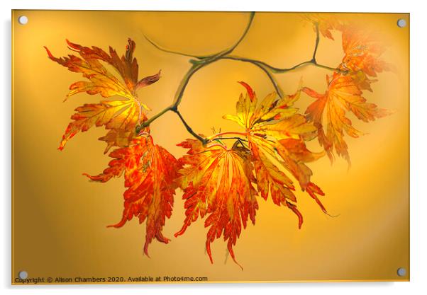 Autumn Acer Leaves  Acrylic by Alison Chambers