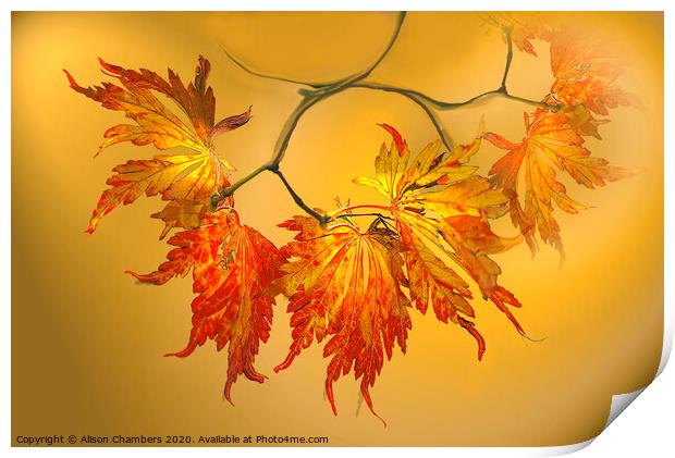 Autumn Acer Leaves  Print by Alison Chambers