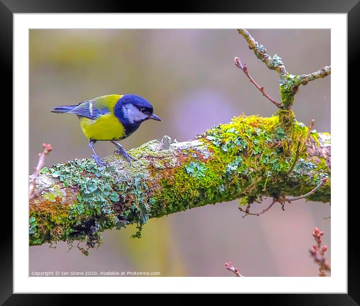 The Vibrant Great Tit Framed Mounted Print by Ian Stone