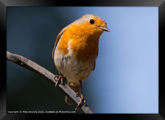 Inquisitive Robin Framed Print by Mike Grundy