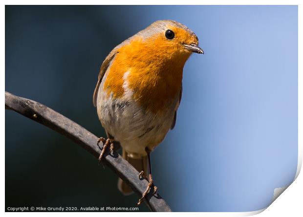 Inquisitive Robin Print by Mike Grundy