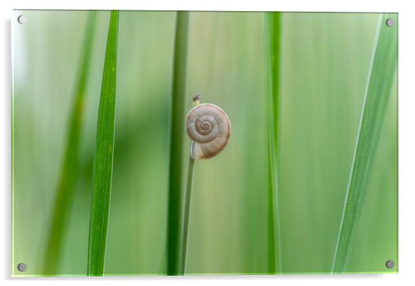 Still life image of a small snail on a blade of gr Acrylic by Arpad Radoczy