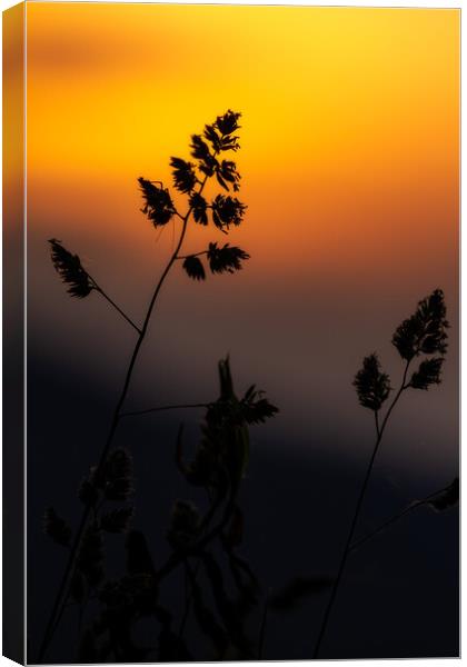 Grass landscape in the wonderful sunset light Canvas Print by Arpad Radoczy