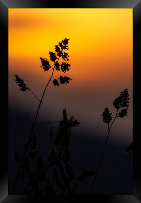Grass landscape in the wonderful sunset light Framed Print by Arpad Radoczy