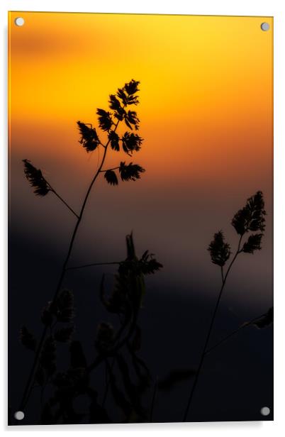 Grass landscape in the wonderful sunset light Acrylic by Arpad Radoczy