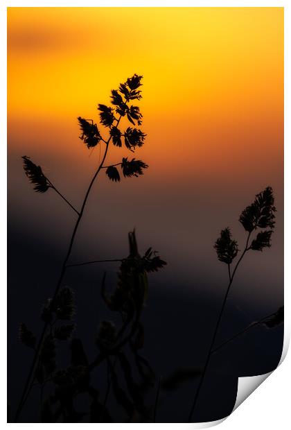 Grass landscape in the wonderful sunset light Print by Arpad Radoczy