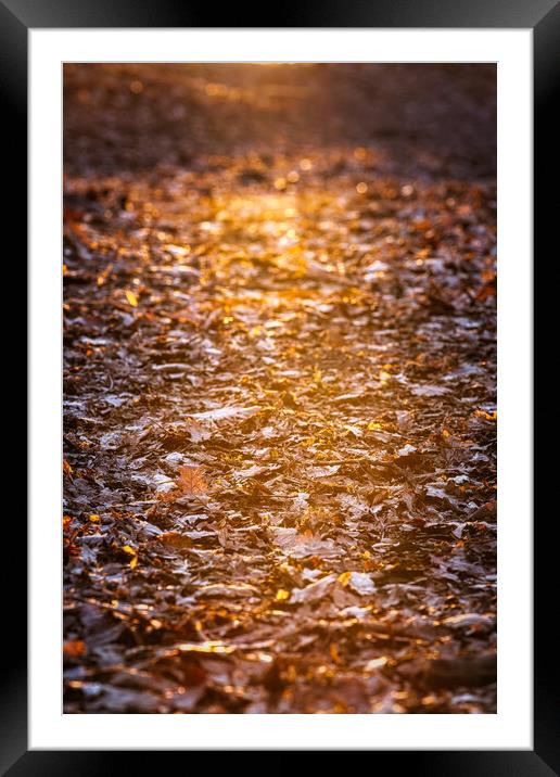 Beautiful sunset light illuminated oak leaves in autumn time. Framed Mounted Print by Arpad Radoczy