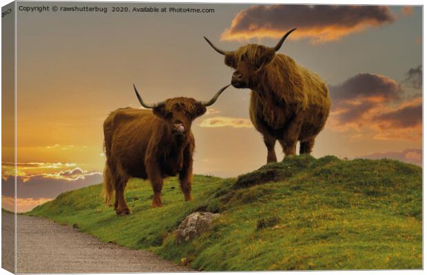 Highland Cows At Sunset Canvas Print by rawshutterbug 