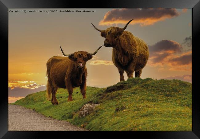 Highland Cows At Sunset Framed Print by rawshutterbug 