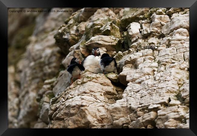 HIDING Framed Print by andrew saxton