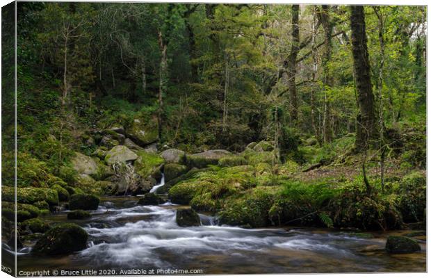 Deep in the Dartmoor woods Canvas Print by Bruce Little