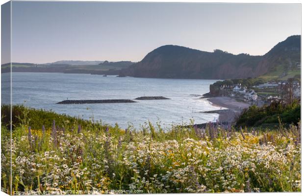 Sidmouth summer wild flowers Canvas Print by Bruce Little