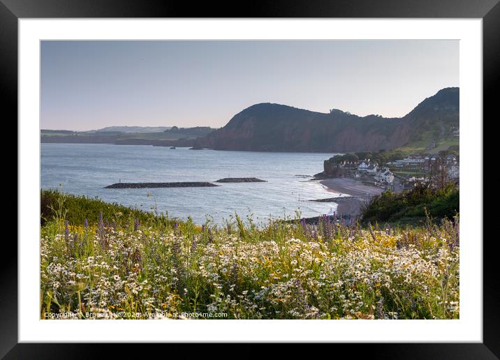Sidmouth summer wild flowers Framed Mounted Print by Bruce Little