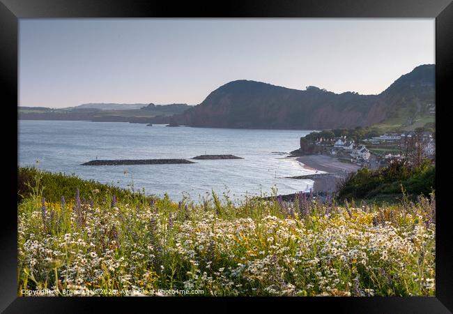 Sidmouth summer wild flowers Framed Print by Bruce Little