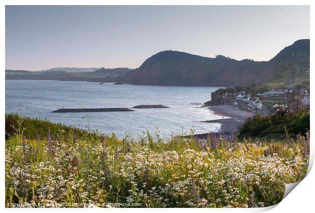 Sidmouth summer wild flowers Print by Bruce Little
