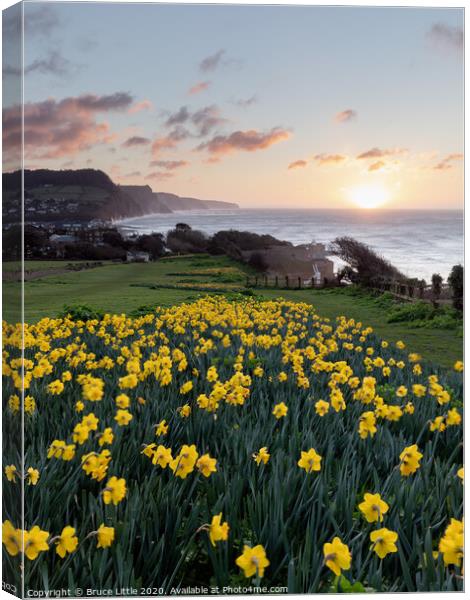 Golden Sunrise in Sidmouth's Daffodil Fields Canvas Print by Bruce Little