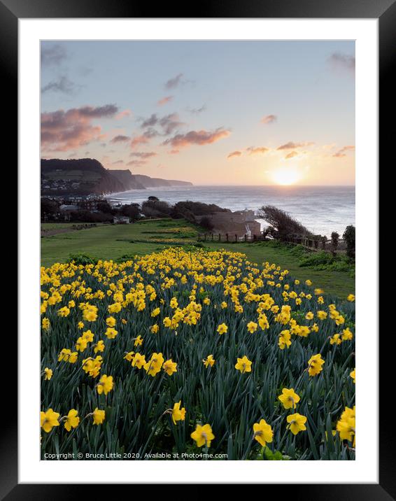 Golden Sunrise in Sidmouth's Daffodil Fields Framed Mounted Print by Bruce Little