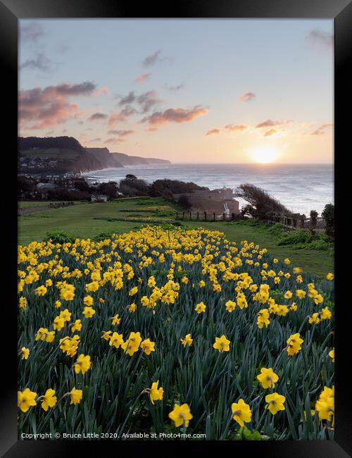 Golden Sunrise in Sidmouth's Daffodil Fields Framed Print by Bruce Little