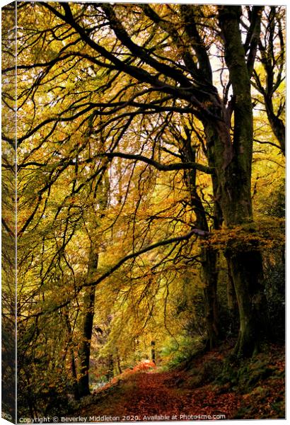 Autumn Trees Canvas Print by Beverley Middleton