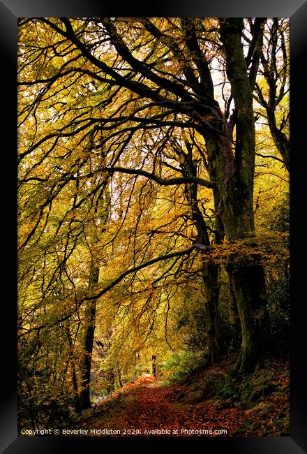 Autumn Trees Framed Print by Beverley Middleton