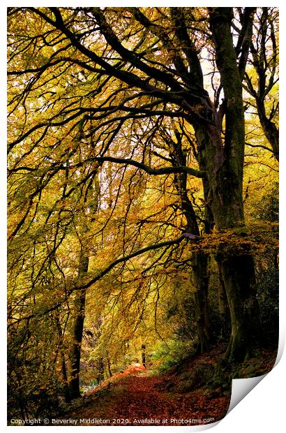 Autumn Trees Print by Beverley Middleton