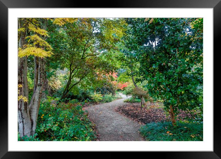 Woodland Walk in Autumn Framed Mounted Print by Audrey Walker