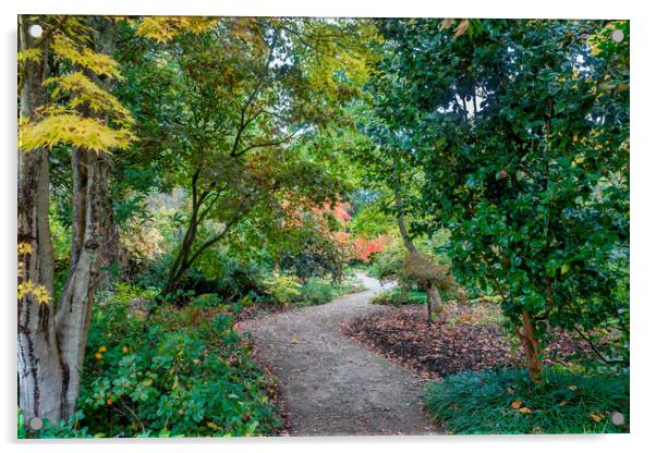 Woodland Walk in Autumn Acrylic by Audrey Walker