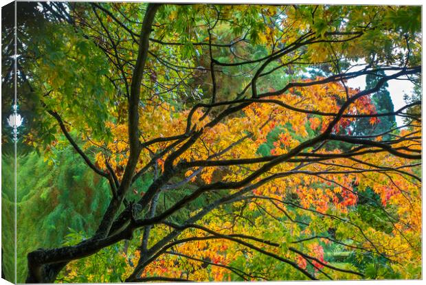 Autumn colours Canvas Print by Audrey Walker